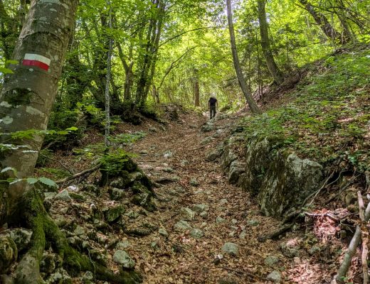 Steiniger Steilweg im Buchenwald - beim Bergabgehen entsteht der Muskelkater
