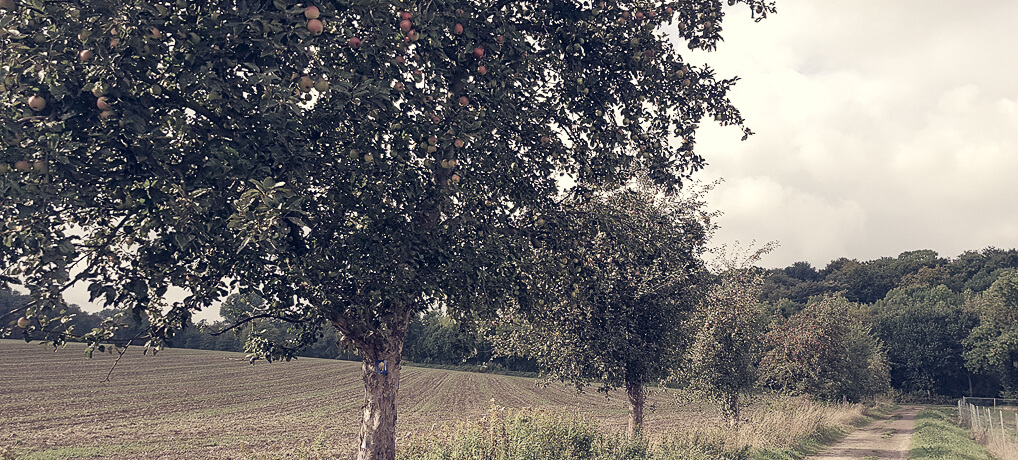 Bergischer Streifzug Obstweg in Leichlingen