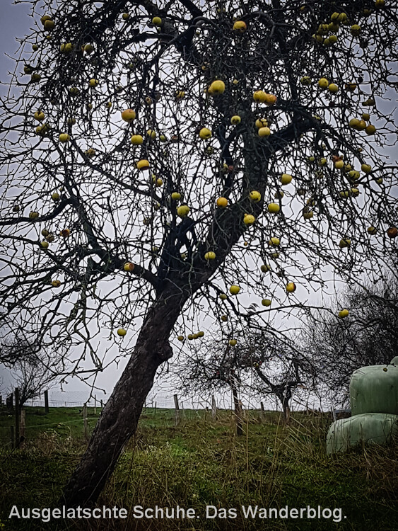 Baum mit Äpfeln