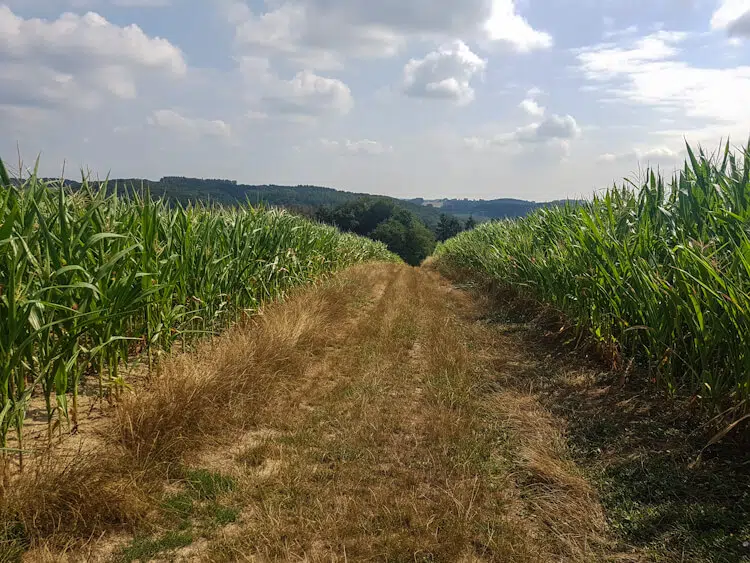 Weg durch ein Maisfeld