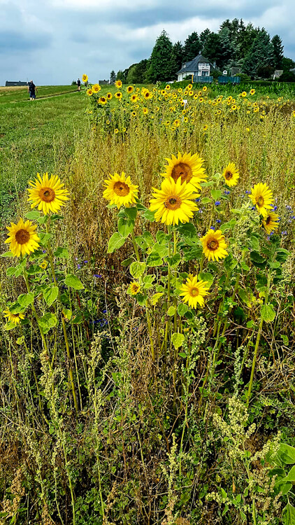 Sonnenblumen am Wegesrand