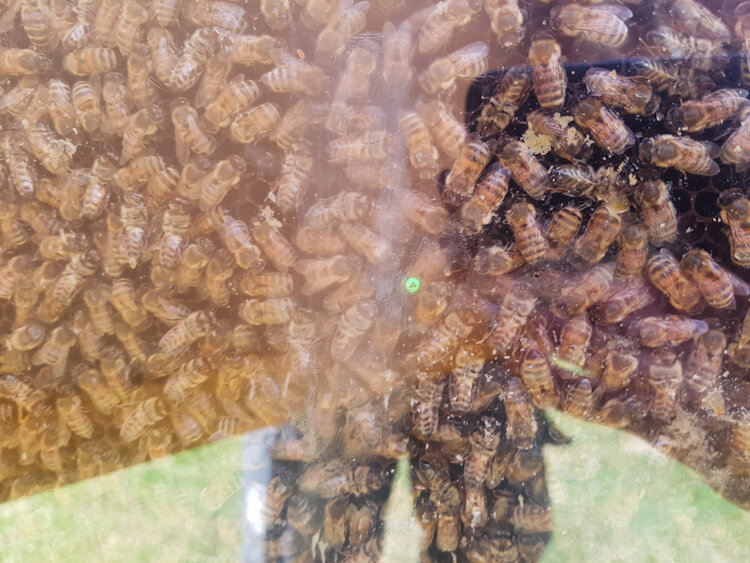 Etappe 7: Bienenkönigin