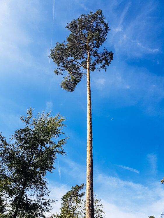 Der Bergische Weg: Heideterasse bei Bensberg