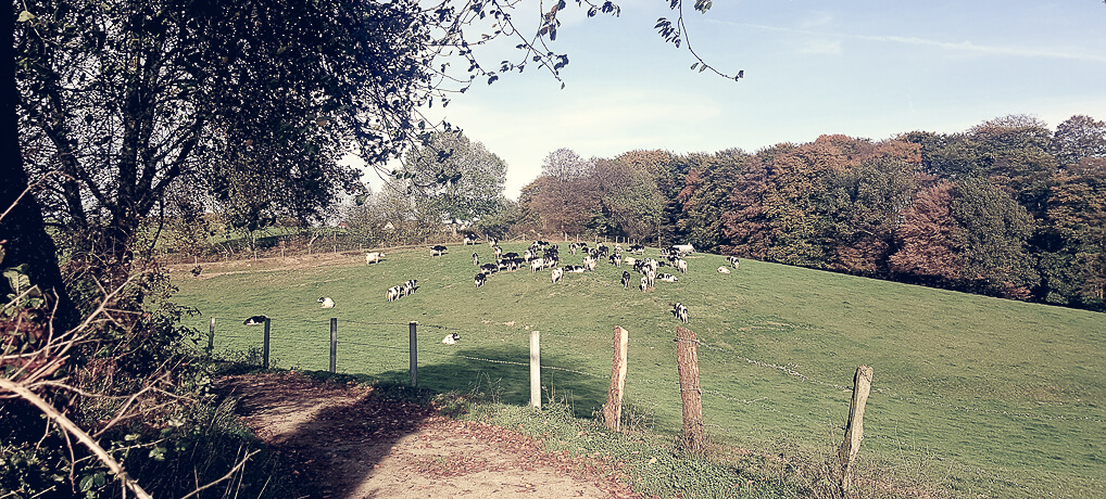 Kuhweiden am Wegesrand bei Much