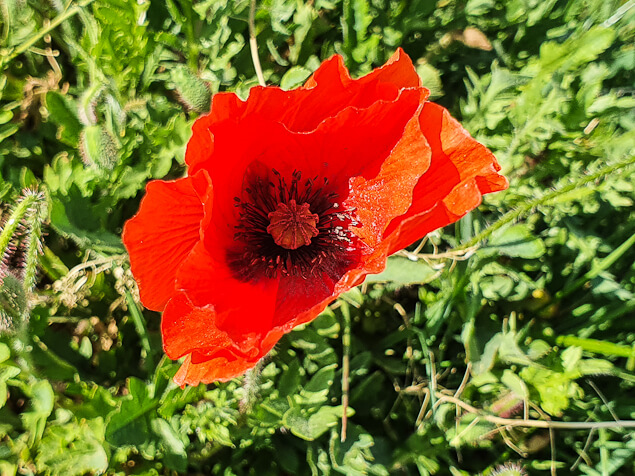 Mohnblume am Rapsfeld