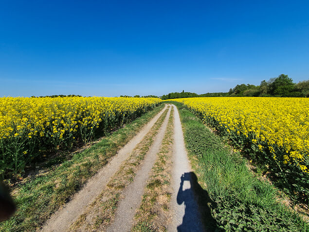 Gelbleuchtende Rapsfelder an der Entdeckerschleife Stindertal