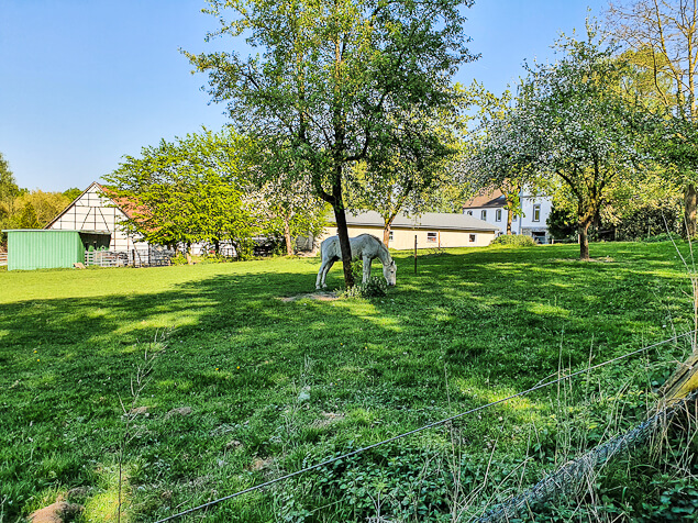 Pferd auf einer Wiese