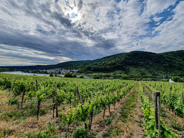 Start der RheinBurgenWeg Etappe 6 mit Blick auf die Mosel bei Winningen