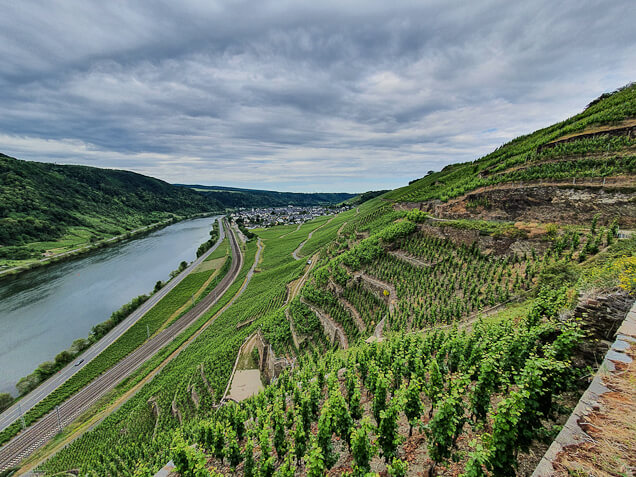 Weinberg bei Winningen