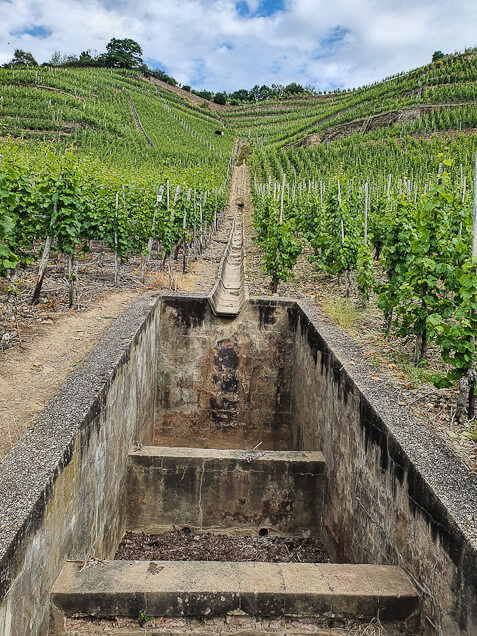 Wanderweg in Regenrinne des Weinbergs am RheinBurgenWeg