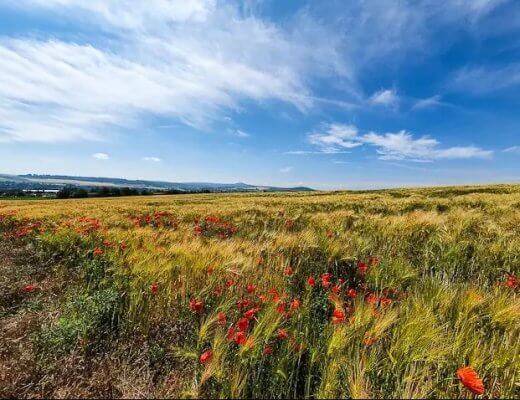 RheinBurgenWeg Etappe 4