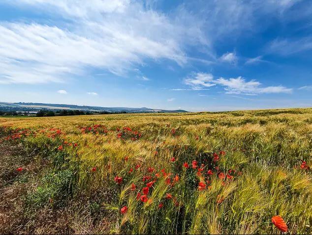 RheinBurgenWeg Etappe 4