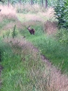 Highlight des Tages: Ein Rehkitz