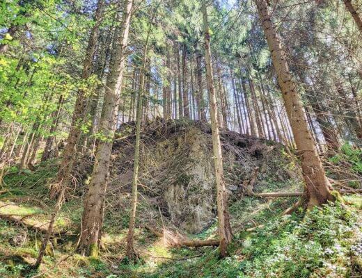 Waldbaden: Ein unberührter Wald in Oberbayern
