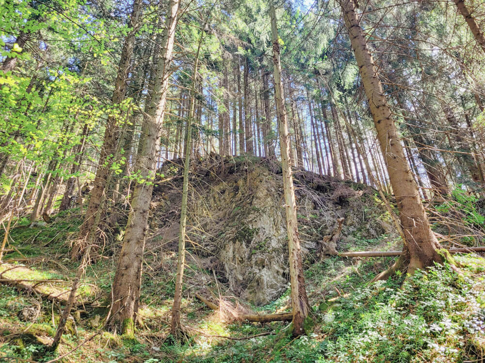 Waldbaden: Ein unberührter Wald in Oberbayern