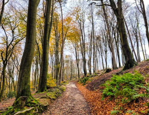 Hermannsweg Etappe 6: Der Einsteig zum Kammweg der Hermannshöhen