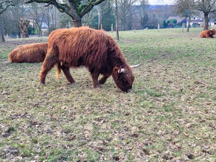 Galloway-Rinder am Flughafen Essen/Mülheim