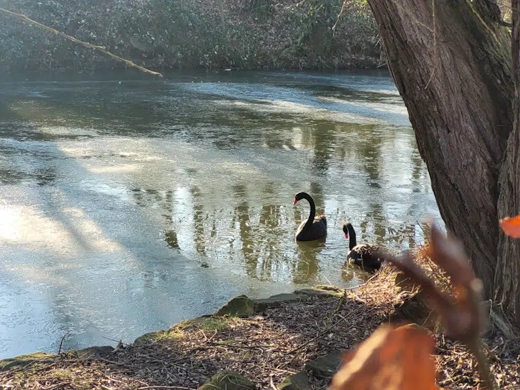 Schwäne auf einem gefrorenem See in Essen