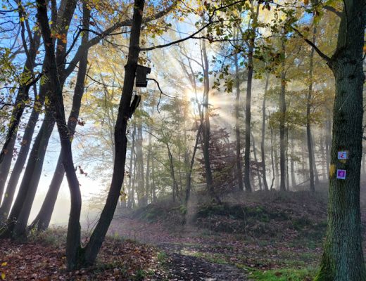 RheinBurgenWeg schönste Etappe: Sie führt von Bad Salzig nach St. Goar.