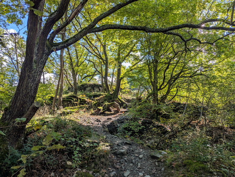 Rheinburgenweg schönste Etappe mit vielen naturnahen Pfaden