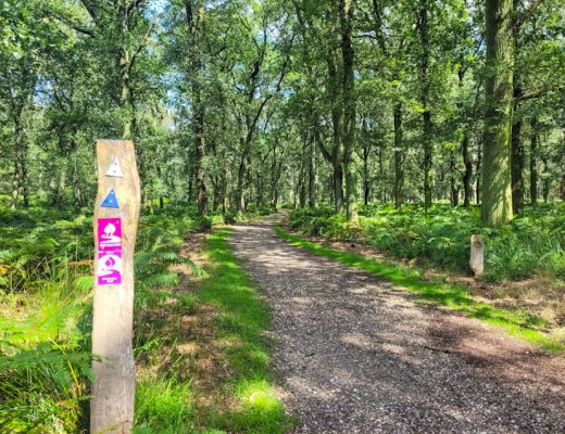 Zecken beim Wandern: schmaler Wanderweg im Waldrand mit Wiesenrand im Frühling