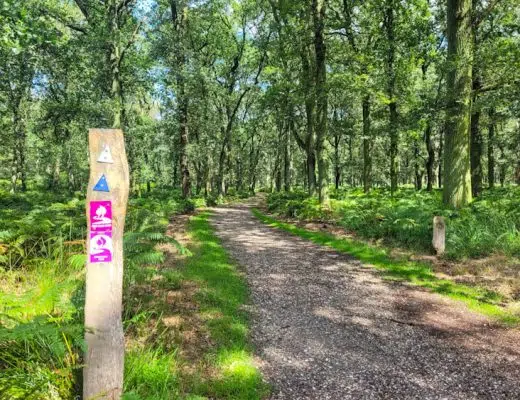 Zecken beim Wandern: schmaler Wanderweg im Waldrand mit Wiesenrand im Frühling