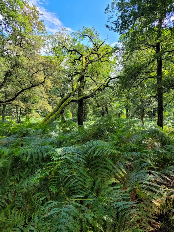 Wegesrand mit hohem Gras Zecken beim Wandern: hoher Grasrand am Wegesrand eines schmalen Wanderwegs