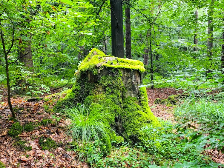 Bodennähe im Wald Bodennahes Grün im Wald mit Moos und Laub, hier halten die Blutsauger sich gerne auf.
