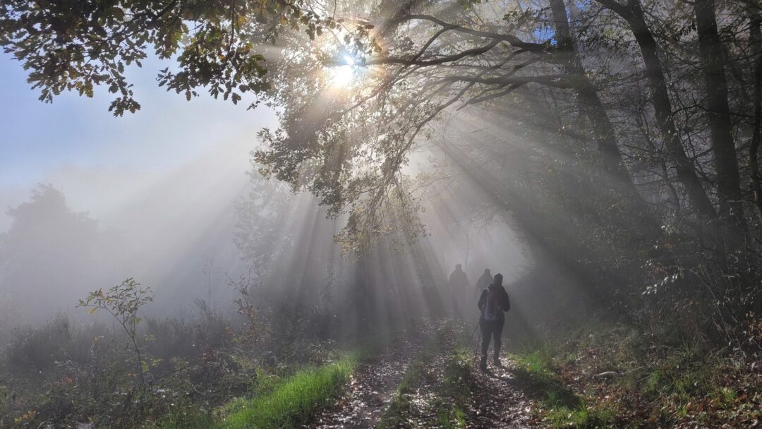 Frau geht allein durch einen lichtdurchfluteten Wald - Symbolbild für den Weg aus einer toxischen Beziehung