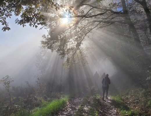 Frau geht allein durch einen lichtdurchfluteten Wald - Symbolbild für den Weg aus einer toxischen Beziehung