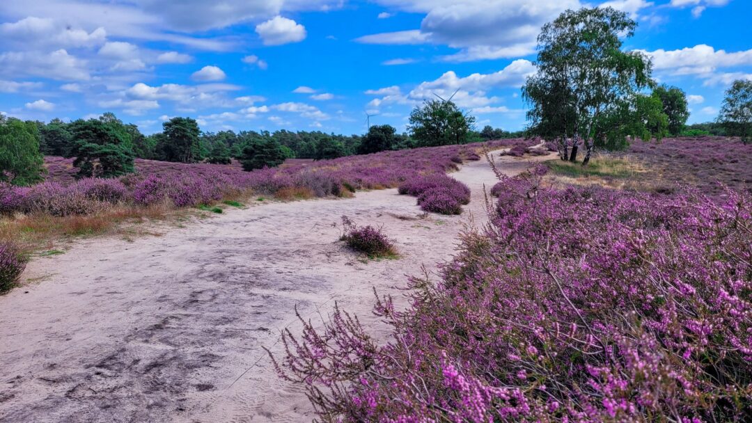 Lila blühendes Heidekraut beim Wandern in der Westruper Heide bei Haltern am See