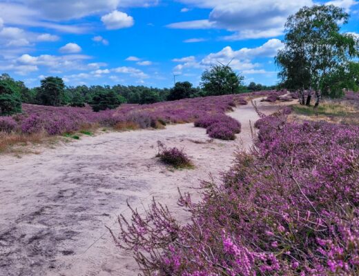 Lila blühendes Heidekraut beim Wandern in der Westruper Heide bei Haltern am See